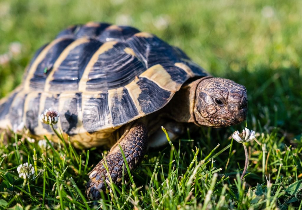 turtle-3422221_1280-1024x712.jpg